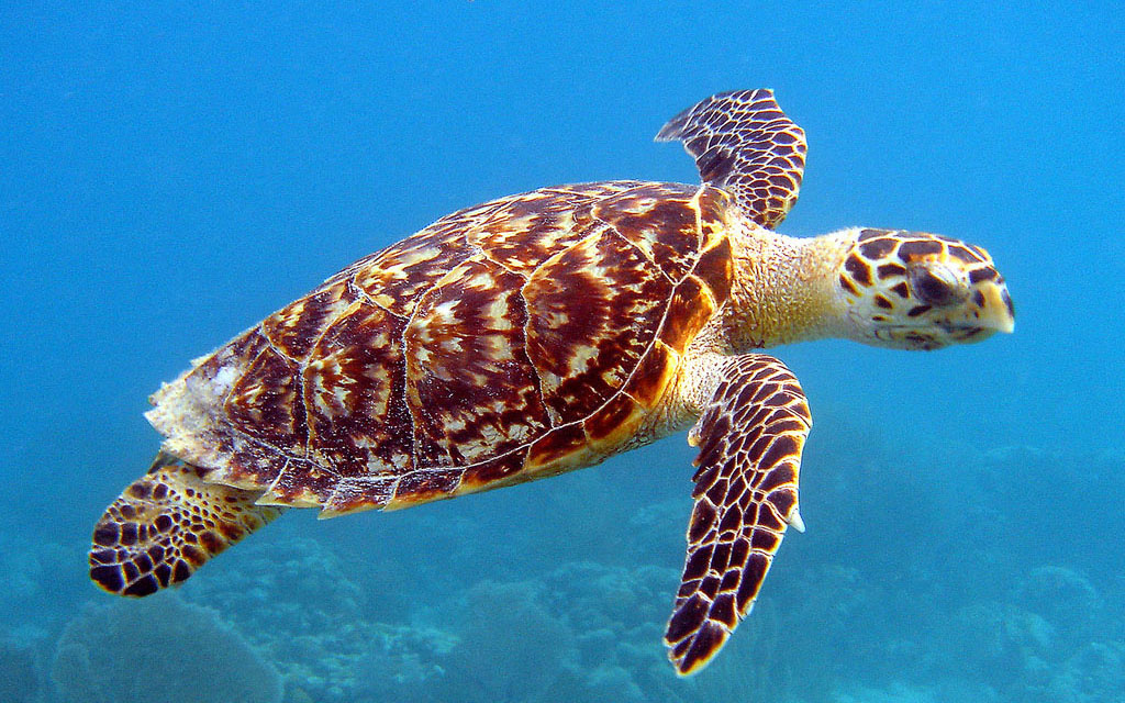 Picture of a swimming sea turtle.